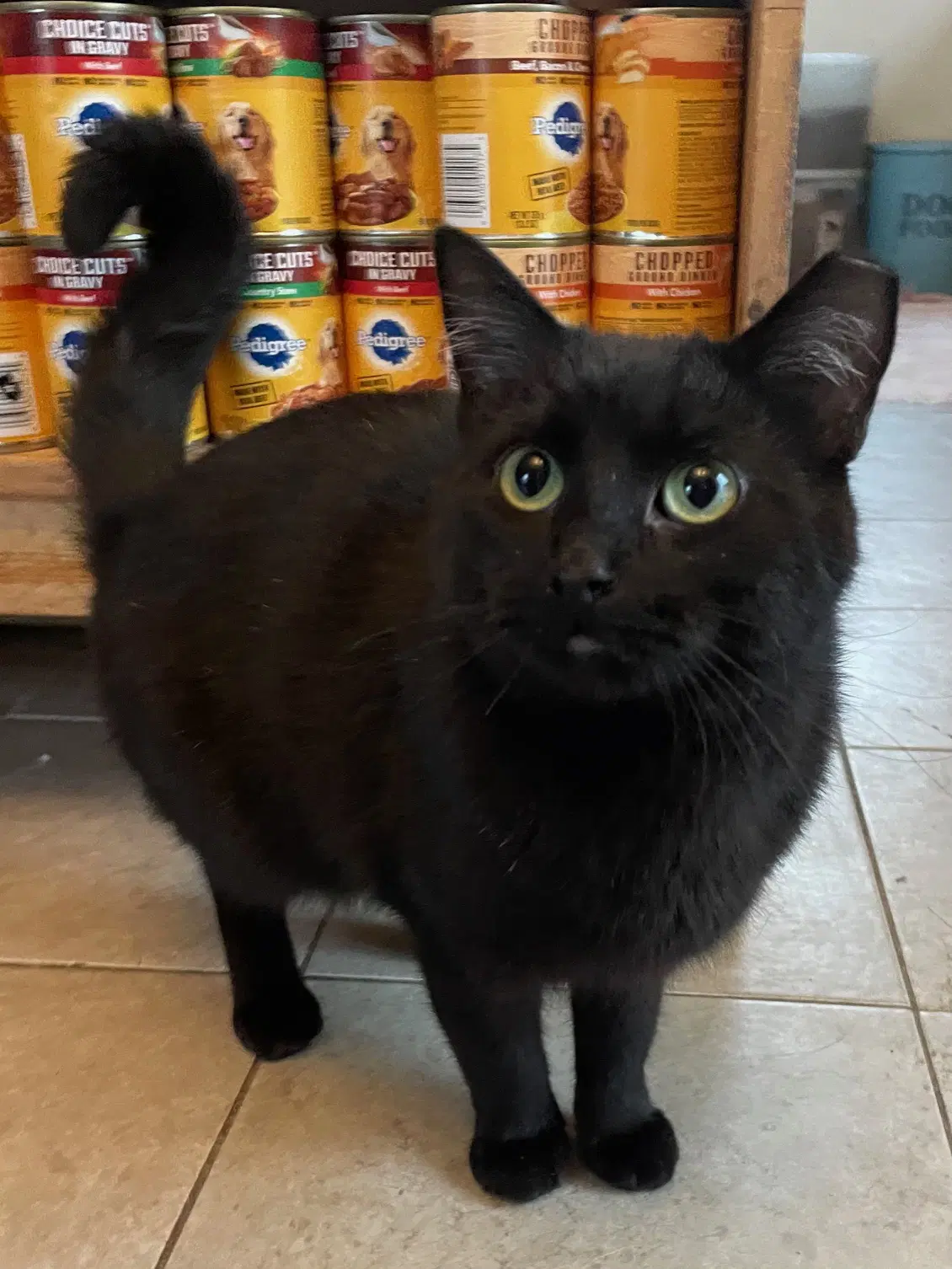 Lotus - Domestic Short Hair