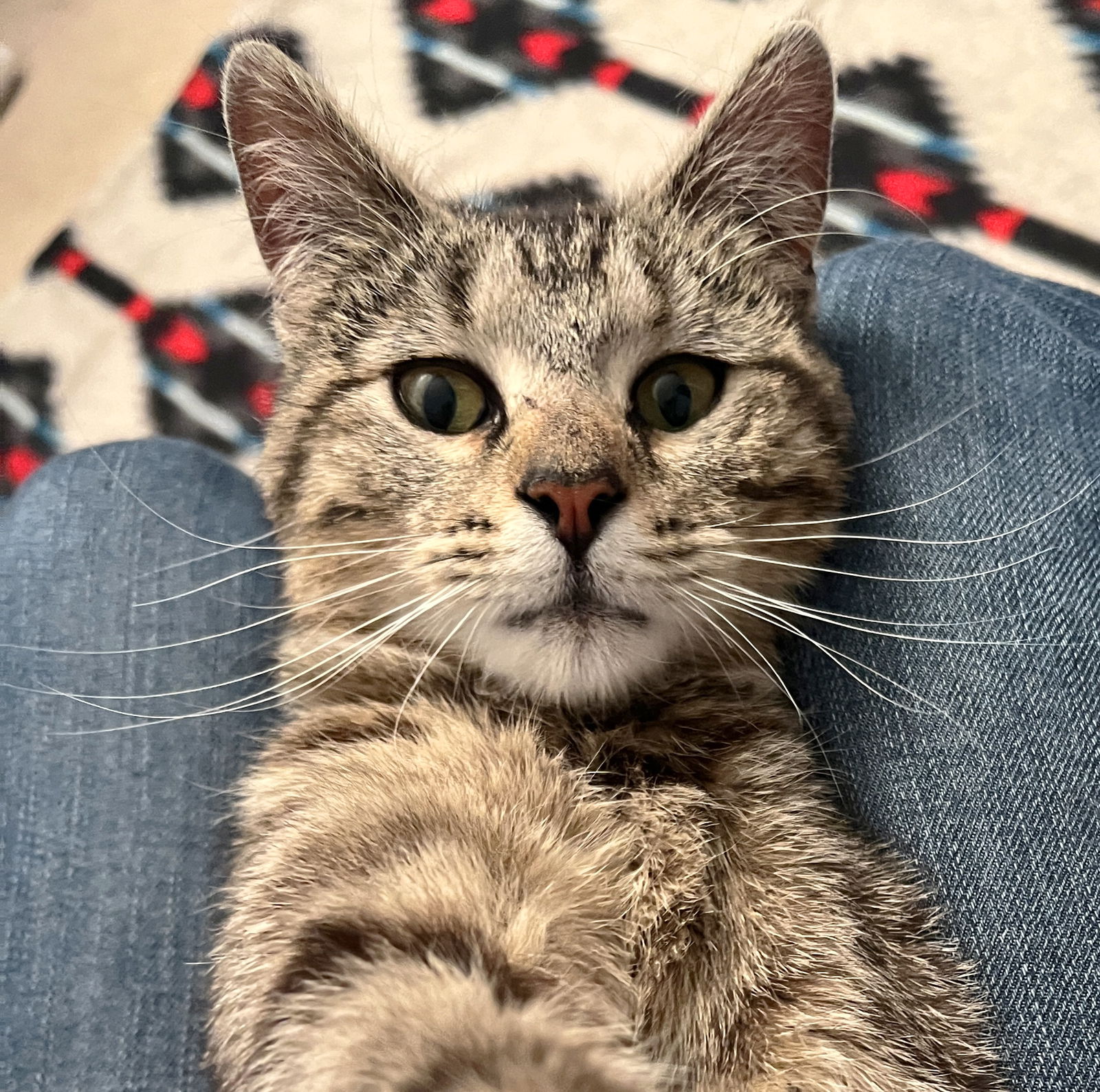 adoptable Cat in Wauconda, IL named Duchess
