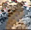 adoptable Cat in  named Duchess
