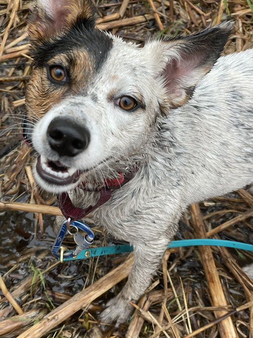 Outback, an adoptable Australian Shepherd in Wauconda, IL