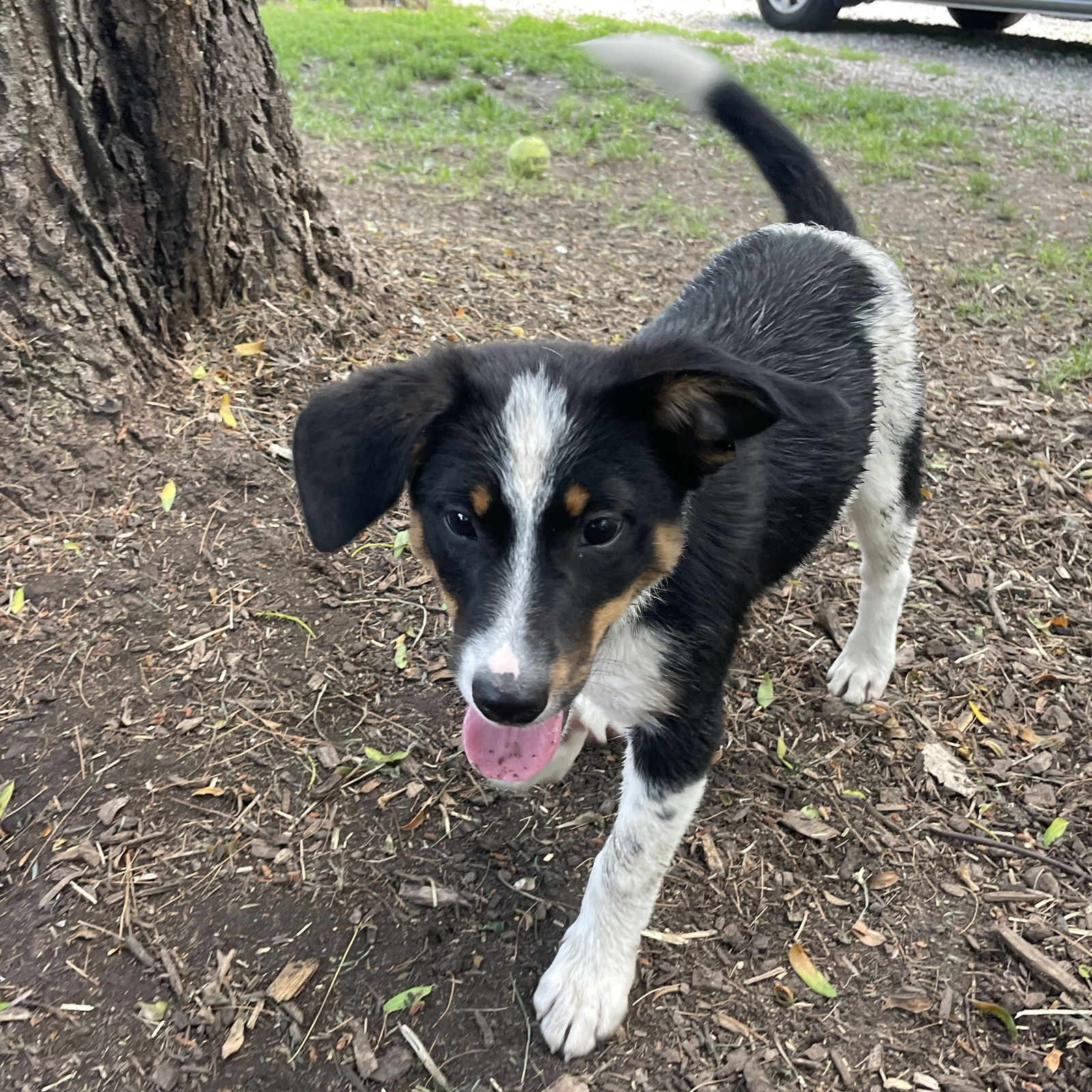 adoptable Dog in Wauconda, IL named Acacia