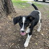 adoptable Dog in  named Acacia