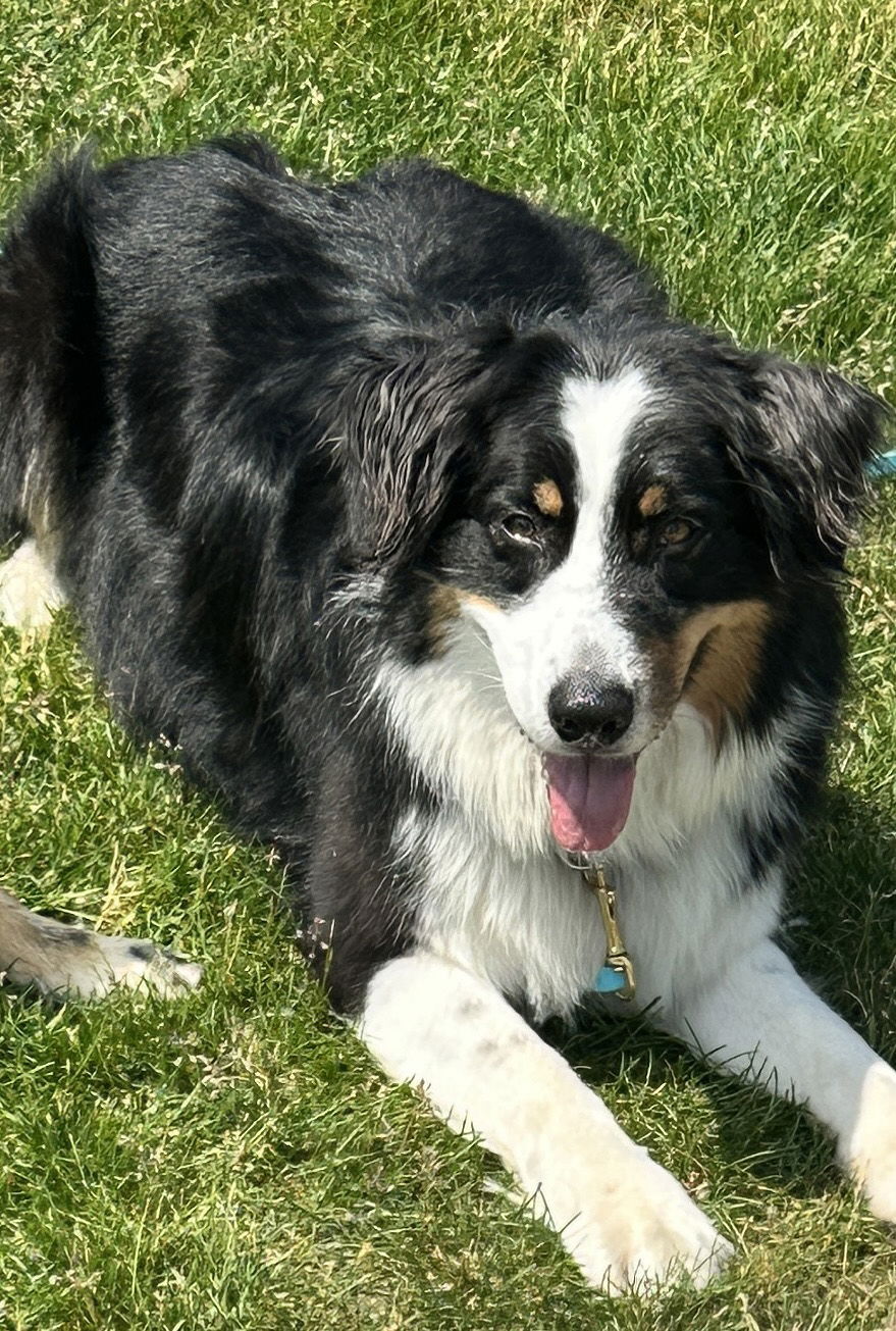 adoptable Dog in Wauconda, IL named Luka