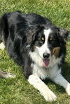 adoptable Dog in  named Luka