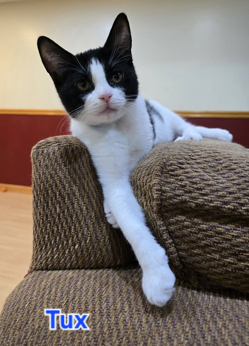 picture of the cat needing adoption