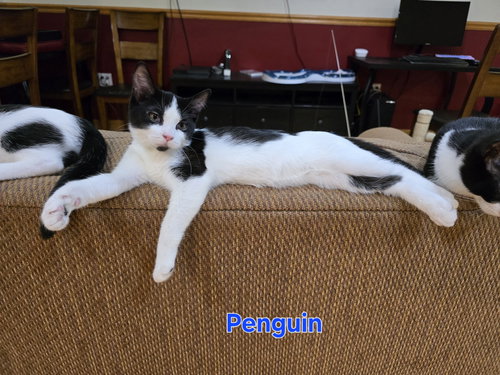 picture of the cat needing adoption