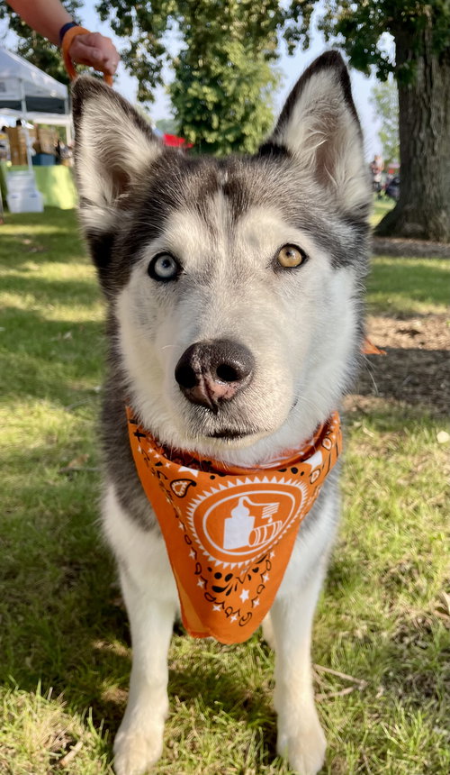 picture of the dog needing adoption