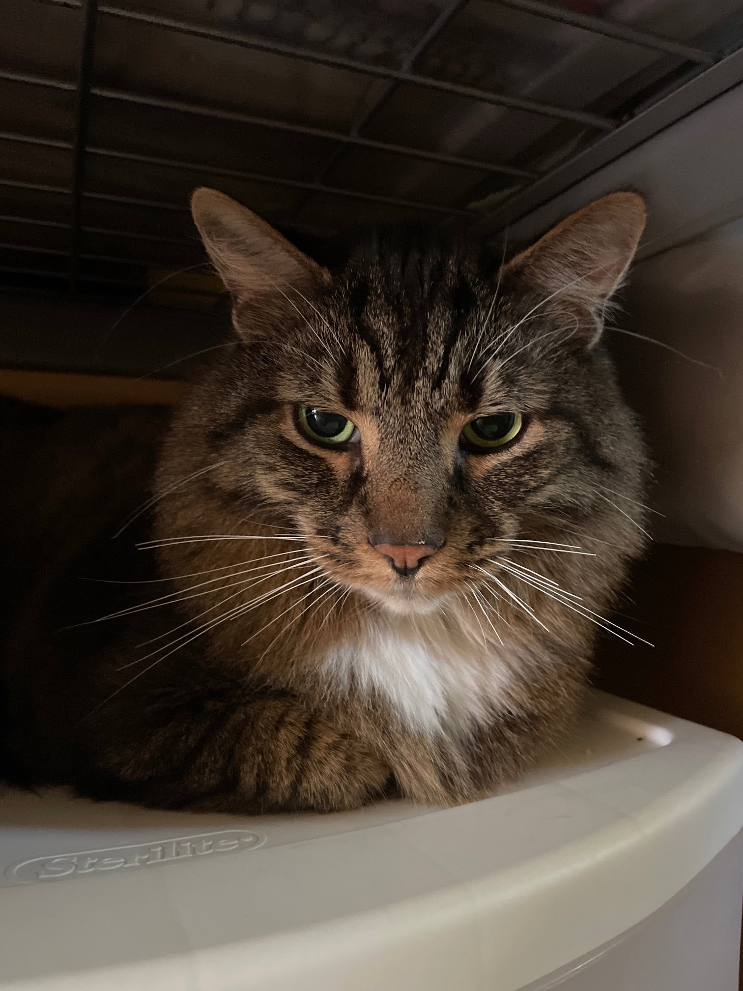 Finn