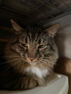 Finn - Photo 2