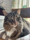 Finn - Photo 3