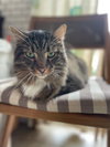 Finn - Photo 4