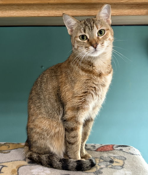 Maruska, an adoptable Tabby in Wauconda, IL