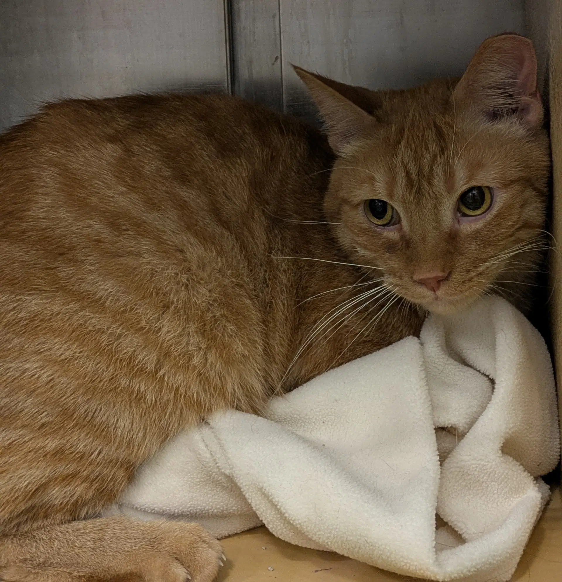 Ginger Boy image 3