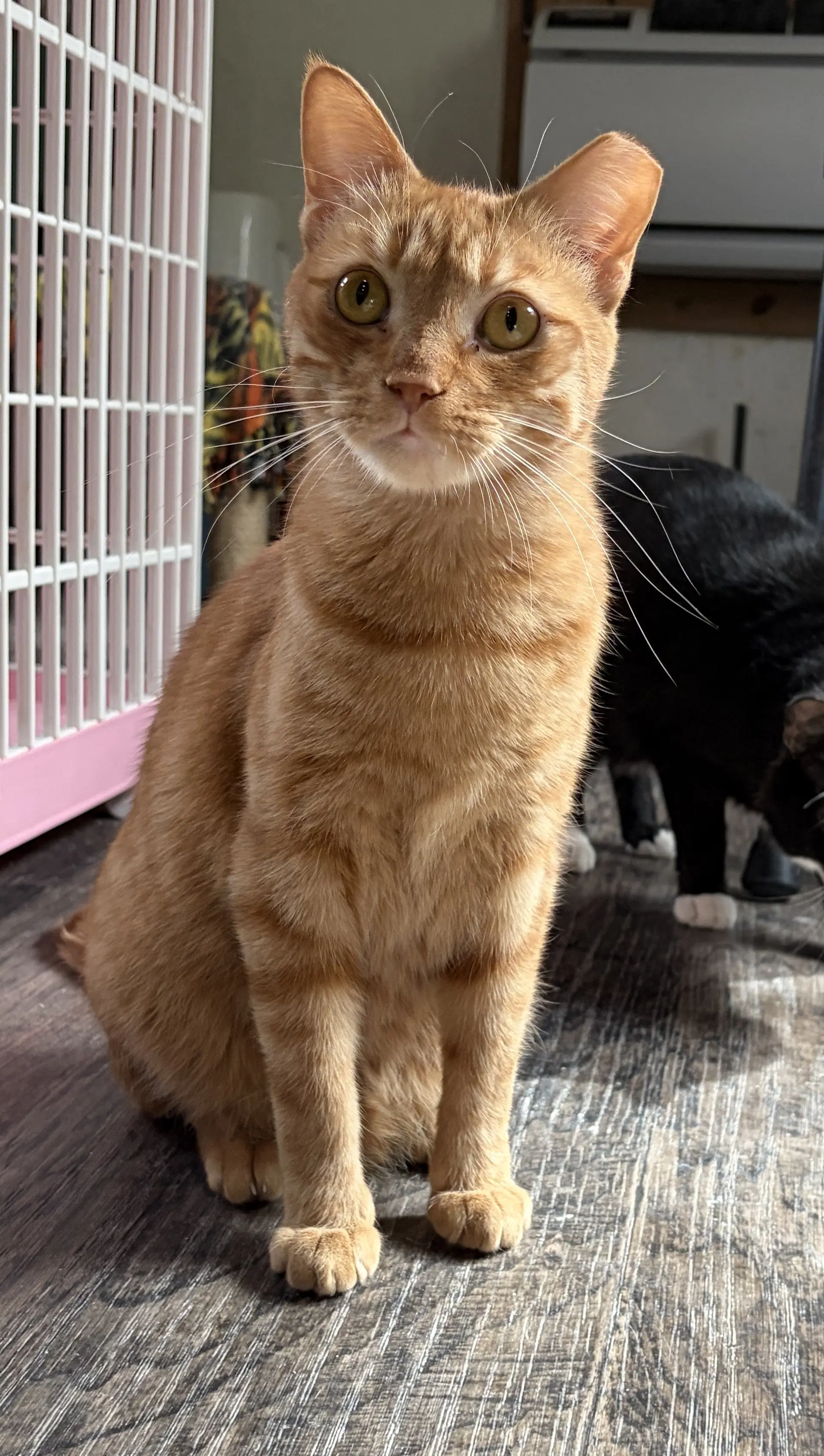 Ginger Boy image 2