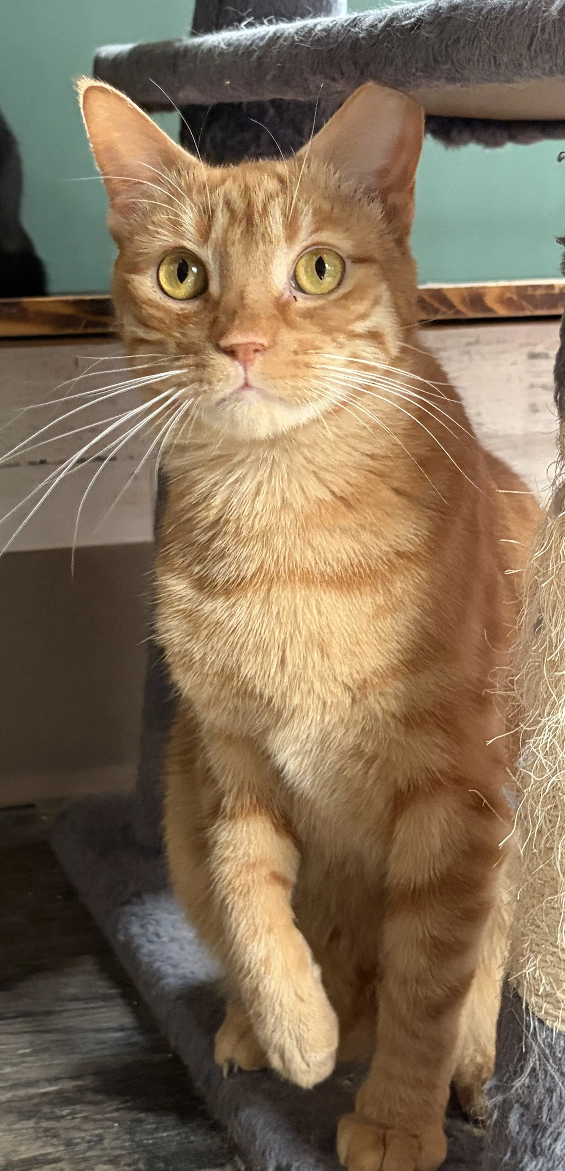 Ginger Boy - Tabby