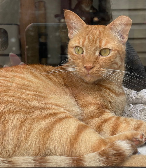 Ginger Boy, a cat for adoption from Redemption Road Rescue Rehab Inc.