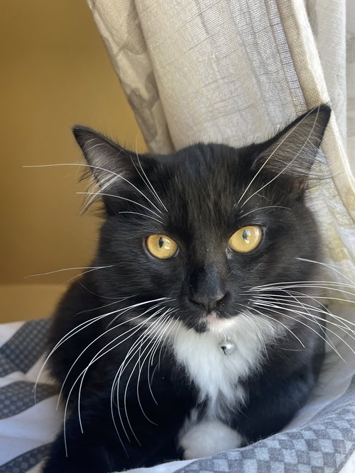 picture of the cat needing adoption