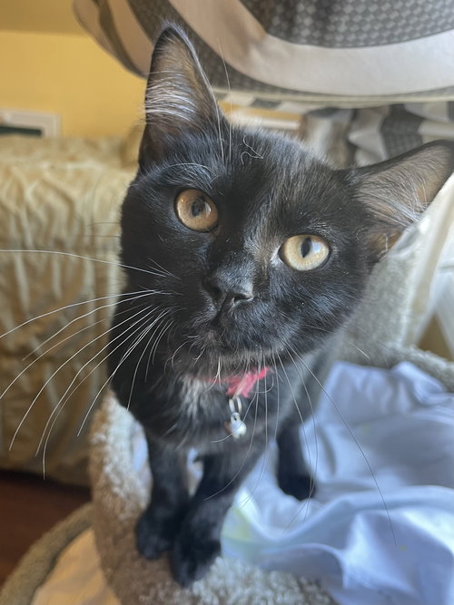 picture of the cat needing adoption
