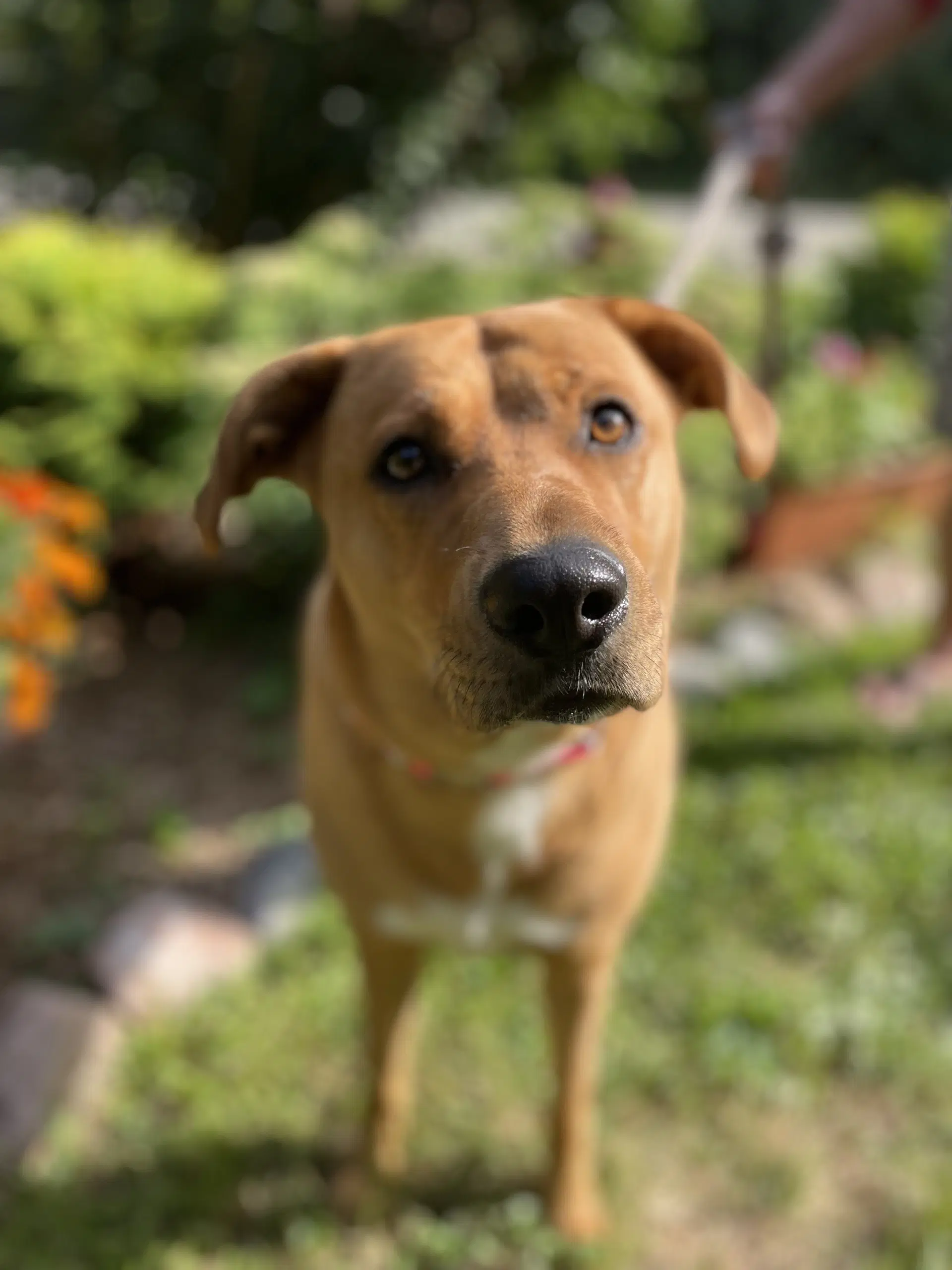 Sasha - Rhodesian Ridgeback