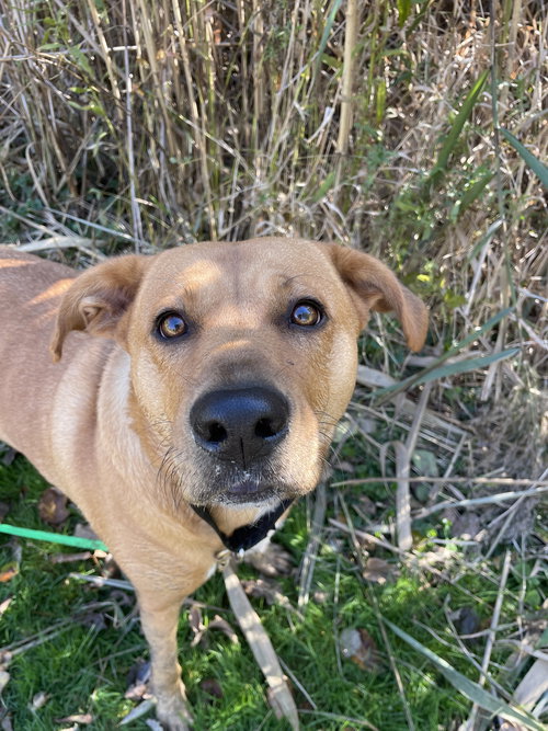 picture of the dog needing adoption
