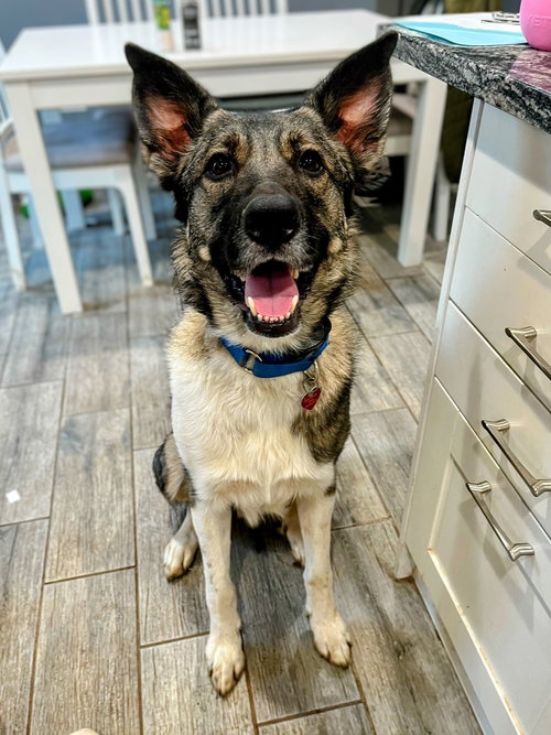 picture of the dog needing adoption