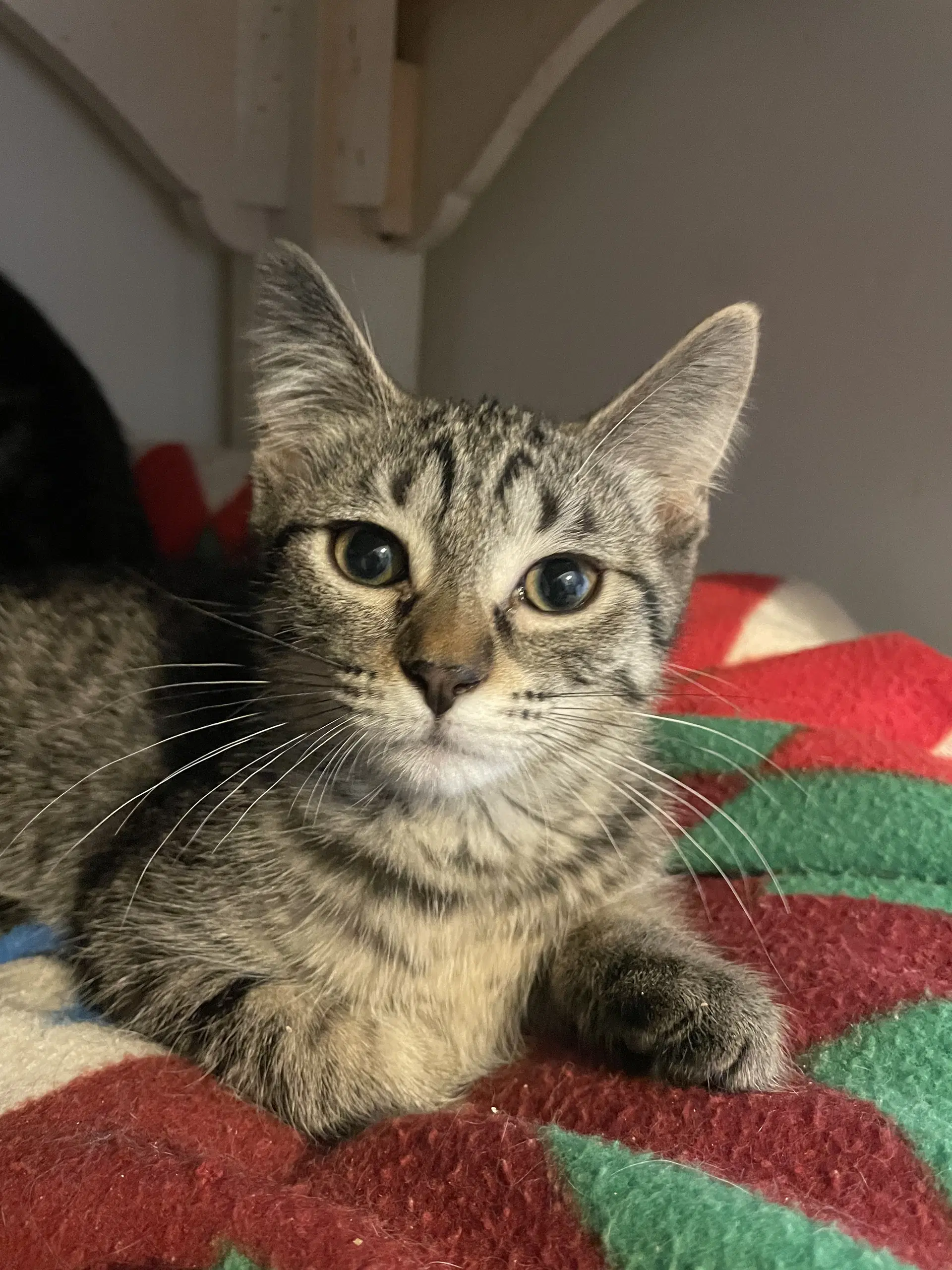 Nyx - Tabby