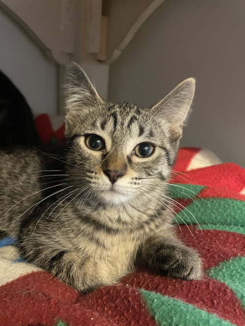 NYX - Tabby / Domestic Short Hair available for adoption