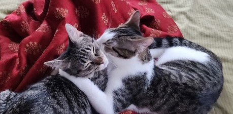 NYX - Tabby / Domestic Short Hair available for adoption