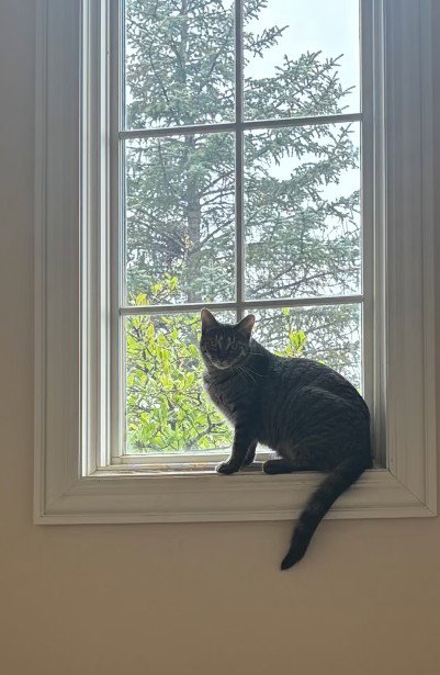 Photo 5 of Nyx