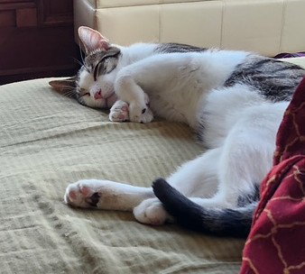 YUKIO - Tabby / Domestic Short Hair available for adoption