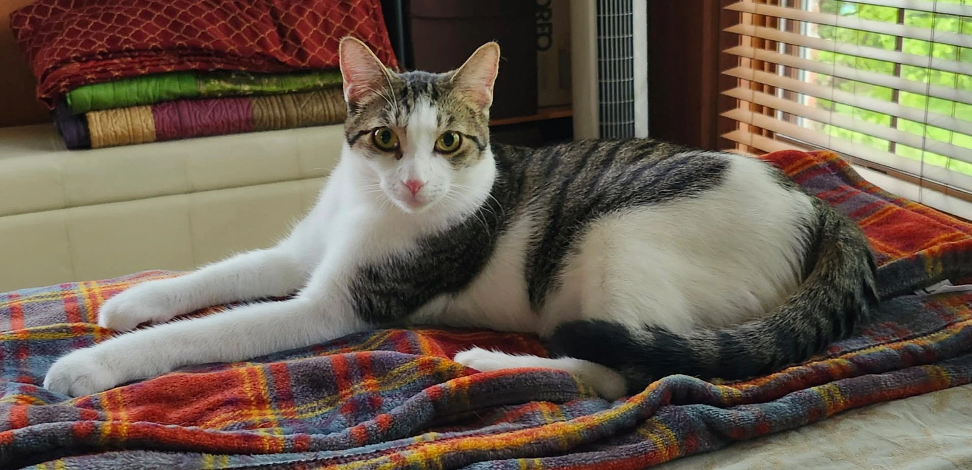 Yukio