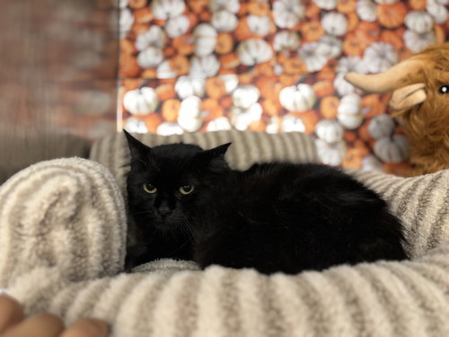 picture of the cat needing adoption