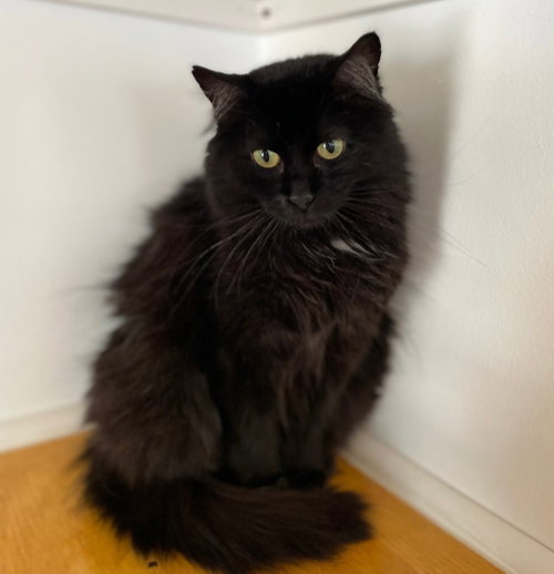 MORTICIA - Domestic Long Hair available for adoption