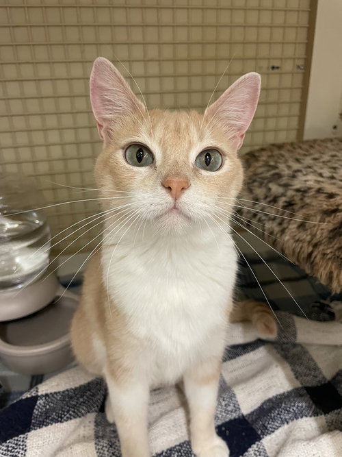 picture of the cat needing adoption
