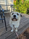 Herbert - Photo 11