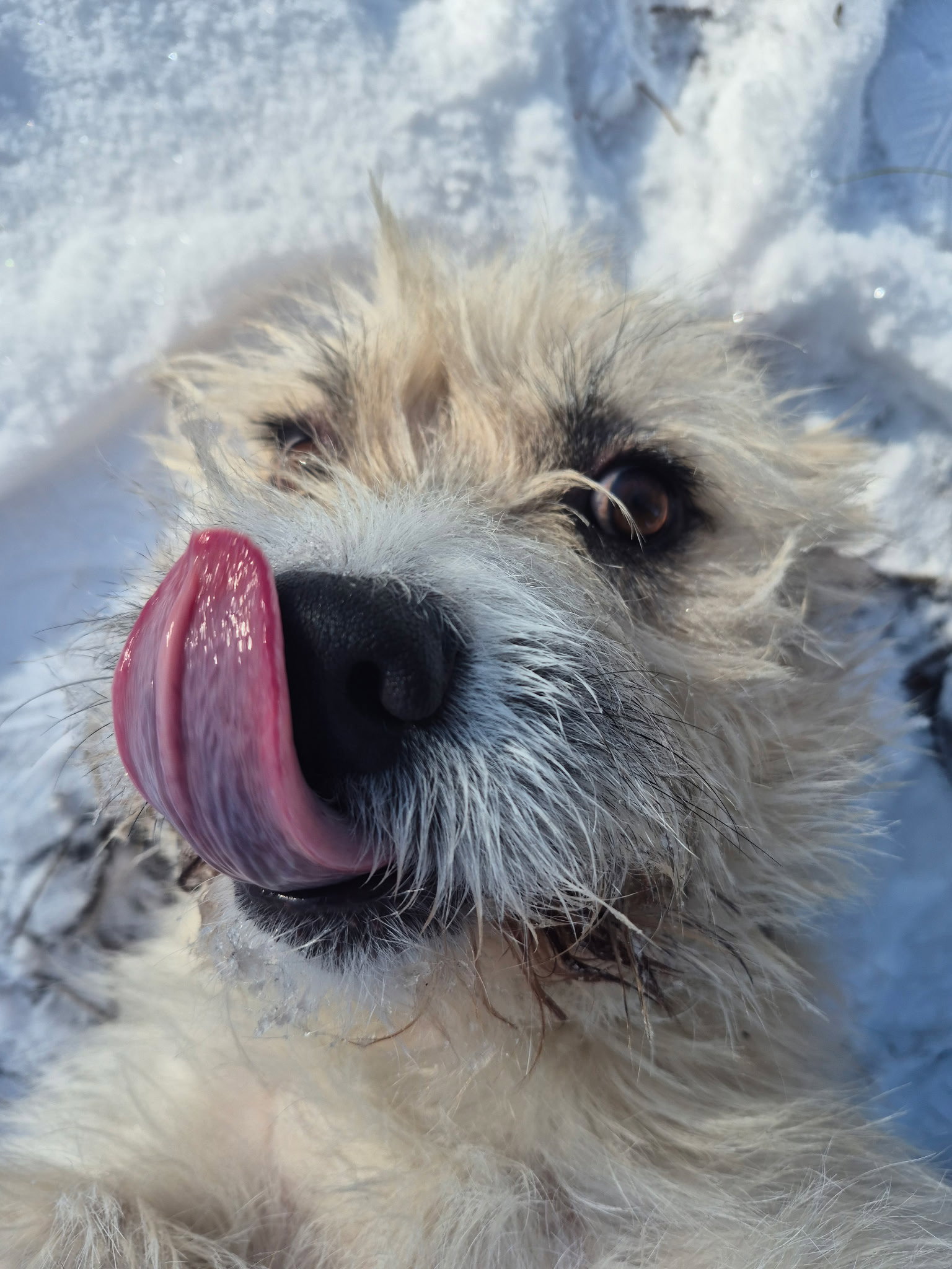 Herbert
