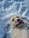 Herbert - Photo 2