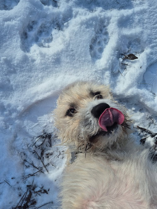 HERBERT - Jack Russell Terrier (Parson Russell Terrier) / Cairn Terrier available for adoption