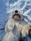 Herbert - Photo 6