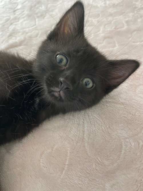 POETATER - Domestic Short Hair available for adoption
