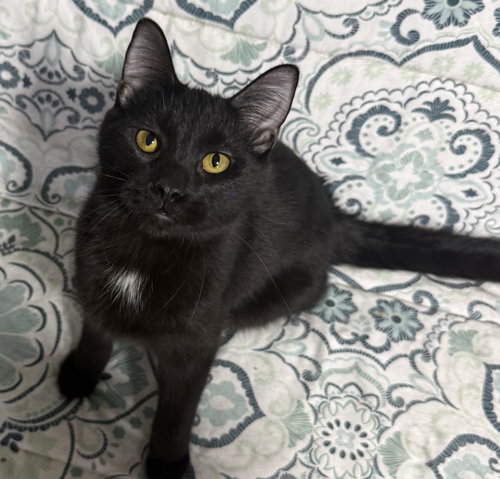 picture of the cat needing adoption