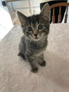 Tootsie - Photo 1