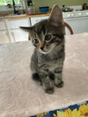 Tootsie - Photo 2