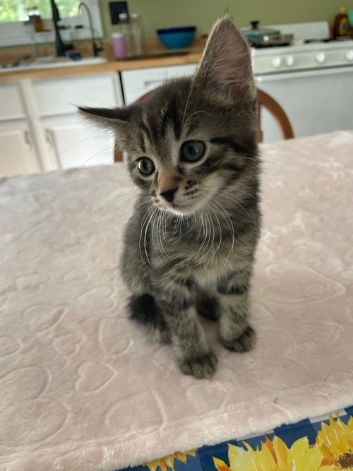 TOOTSIE - Tabby / Domestic Short Hair available for adoption