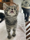 Tootsie - Photo 3