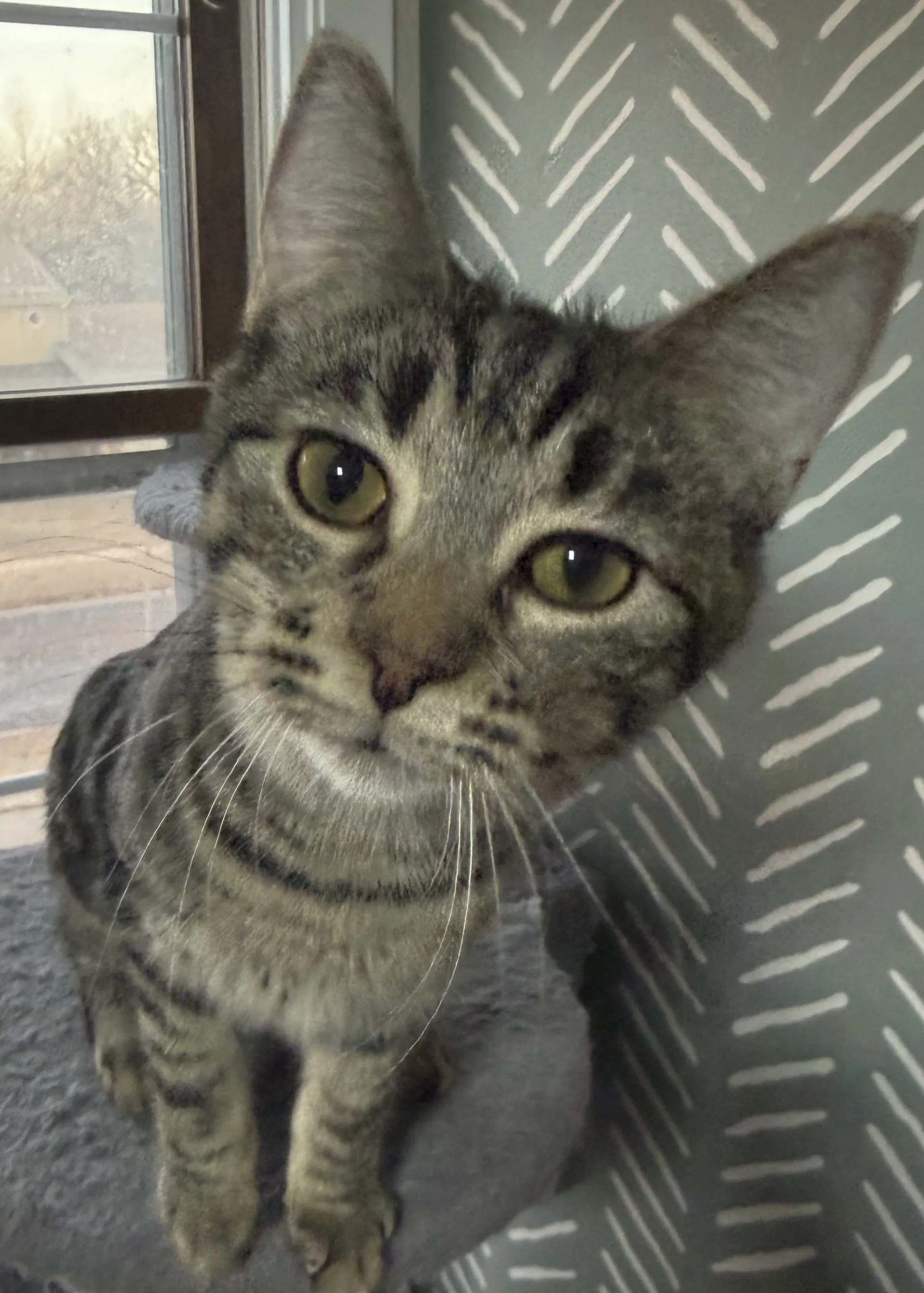 Tootsie - Tabby