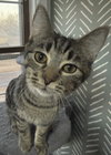 Tootsie - Photo 1