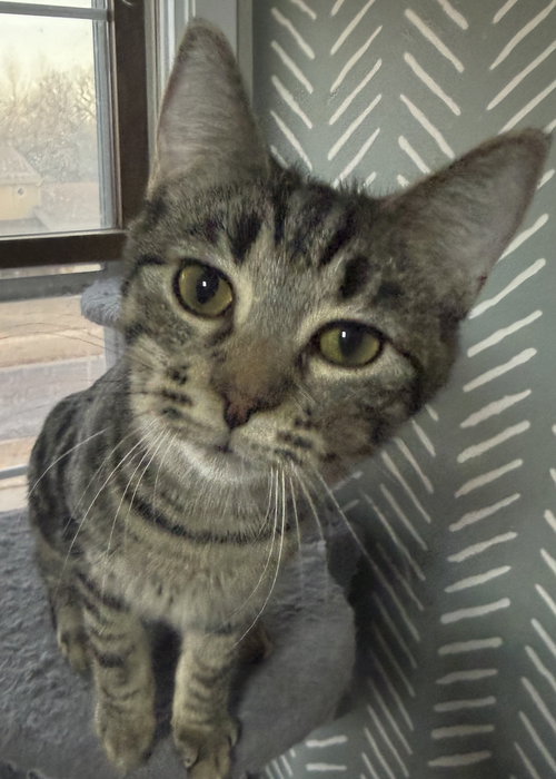 picture of the cat needing adoption