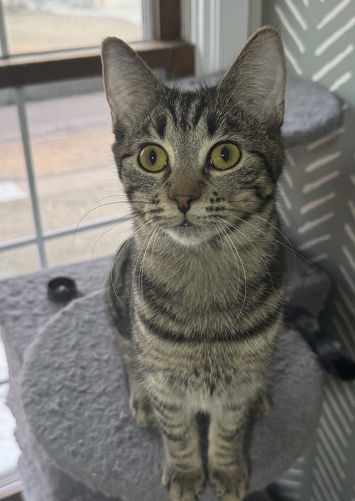 TOOTSIE - Tabby / Domestic Short Hair available for adoption