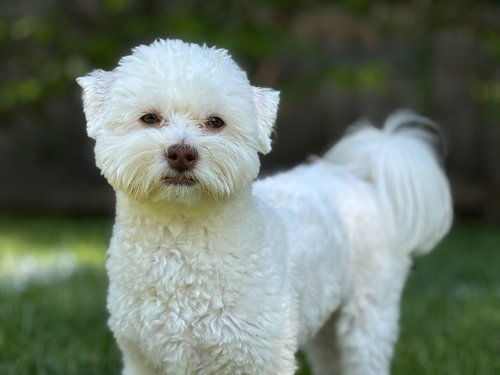 picture of the dog needing adoption